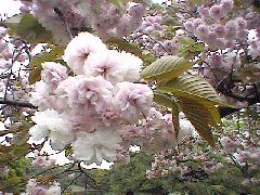 八重桜(92.0KB)